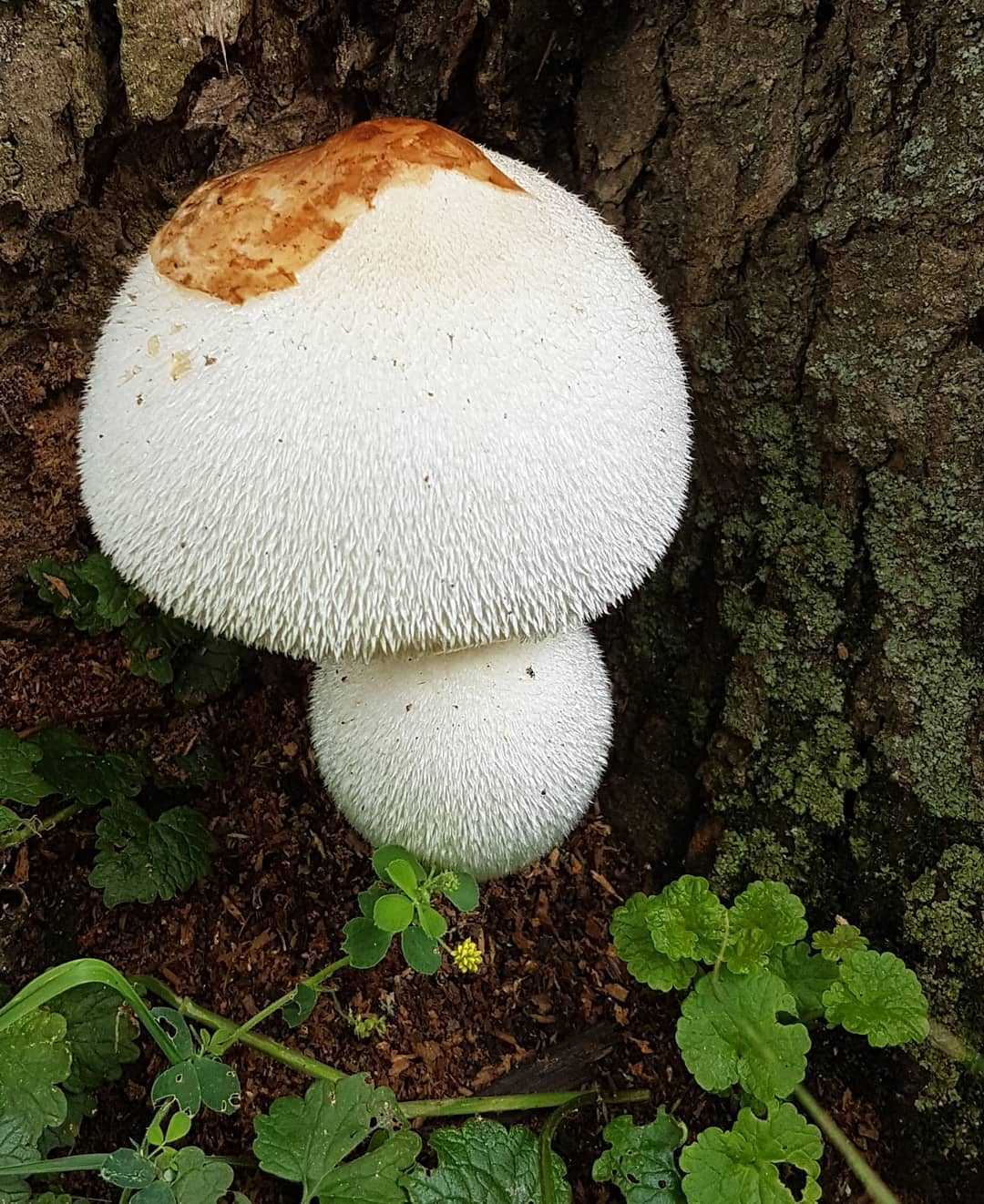 Съедобный гриб вольвариелла, фото вольвариеллы красивой и шелковистой