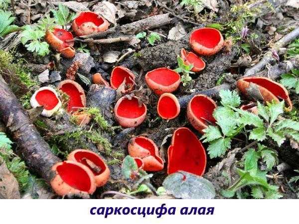 Как и где растут грибы вешенки: в каком лесу и на каких деревьях