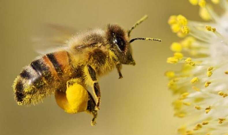 Сколько глаз у пчелы: фото, сколько пар сложных глаз имеет медоносная пчела и каково их строение