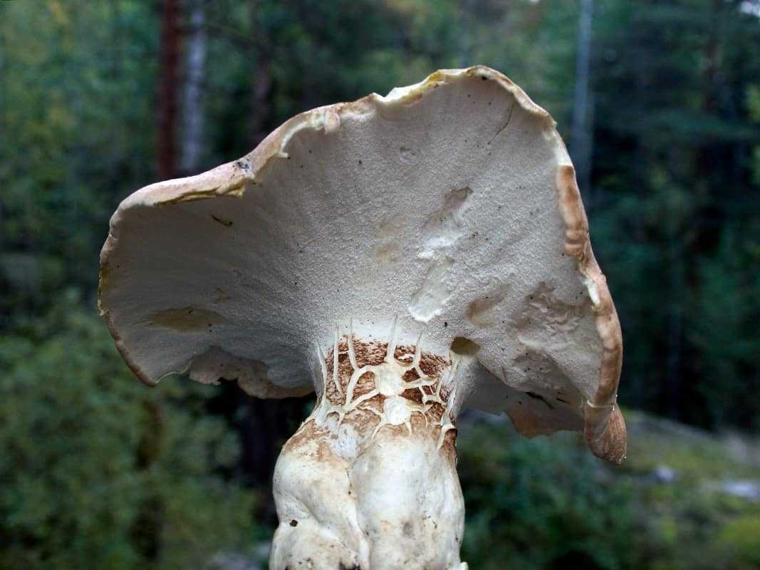 Где и в какое время растет альбатреллус синепоровый. Как он выглядит – фото и описание, как отличить от двойников. Можно ли гриб употреблять в пищу, что из него приготовить.