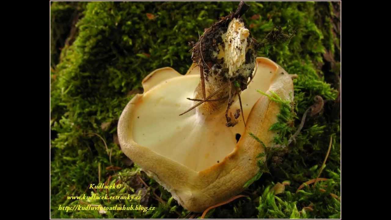 Трутовик окаймленный или древесная губка: фото гриба