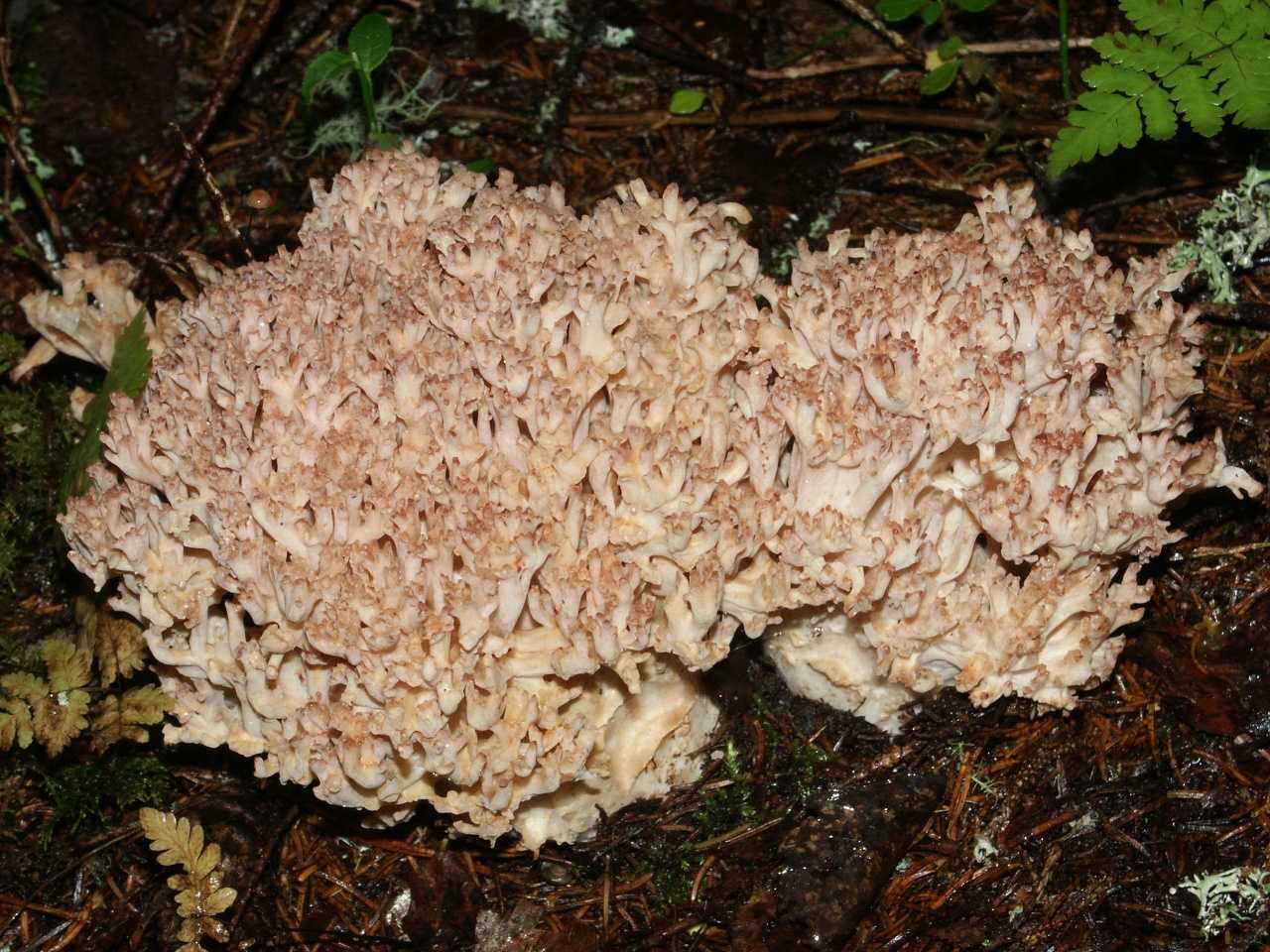 Рогатик дудчатый – гриб, не похожий на другие