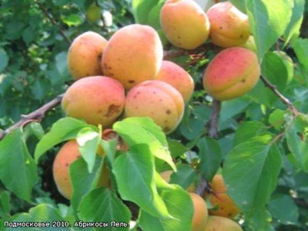 Особенности и описание сорта абрикоса лель