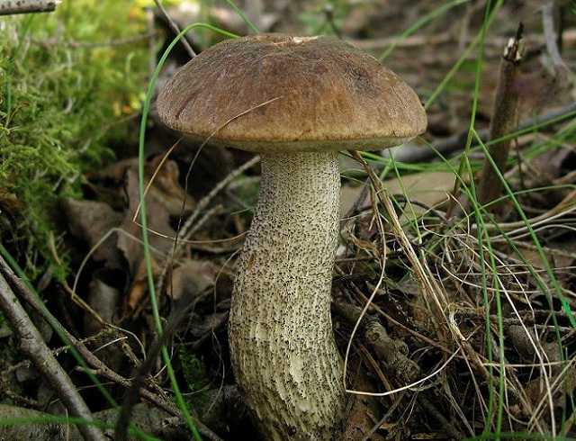 Гриб подберезовик: фото, описание, свойства грибов рода лекцинум, симбиоз с корнями высших растений