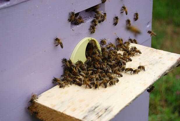 Нападение пчел на пчел — излагаем по порядку