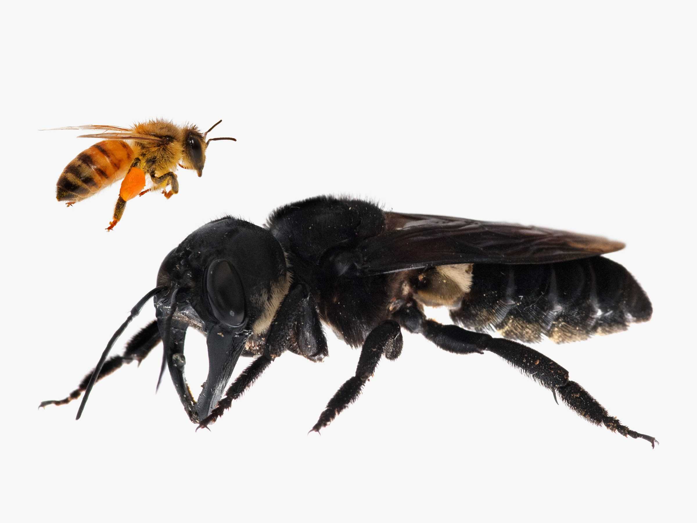Домашние пчелы: содержание, уход, подкормка и разведение медоносных пчел (95 фото)