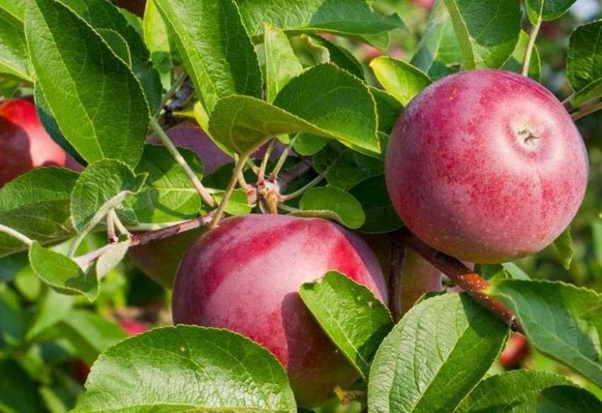 Описание сорта яблони московское ожерелье: фото яблок, важные характеристики, урожайность с дерева