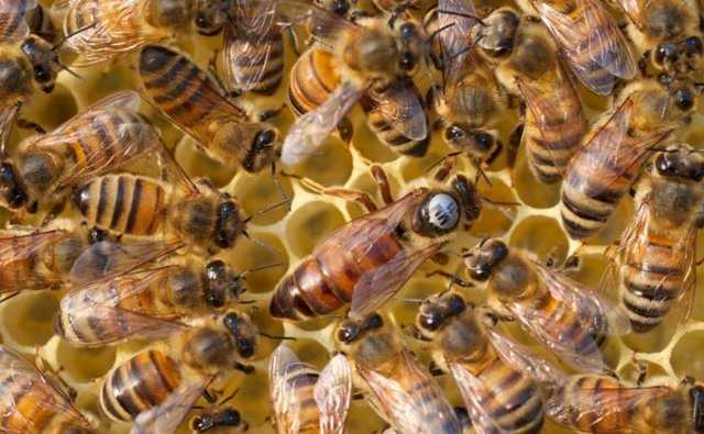 ✅ о пчелах карника: особенности и описание породы, их недостатки и характеристики - tehnomir32.ru