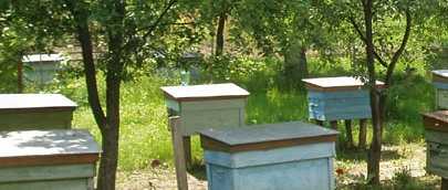 Как правильно сделать отводок пчел весной разными методами