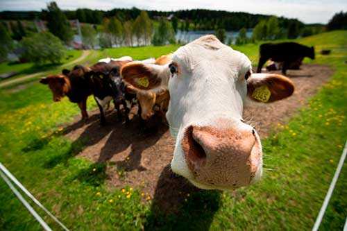 Порода коров шароле: характеристика, фото, обзор