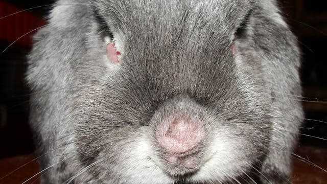 Вакцинация кролика от вирусных болезней — миксоматоза и вгбк