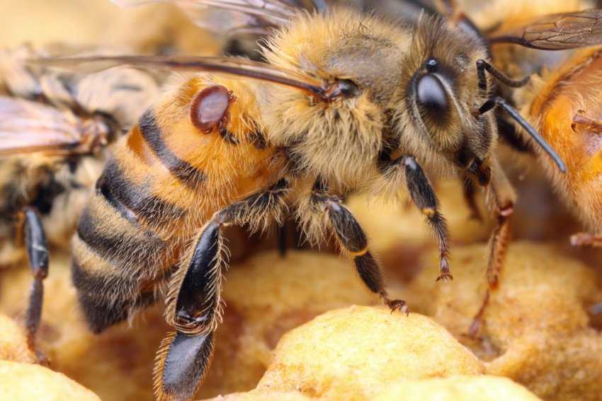Как предупредить заражение пчел клещом варроа?