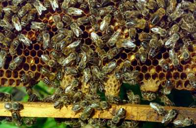 Подсадка матки в улей. способы и практические советы | пчелохозяйство кавказянка