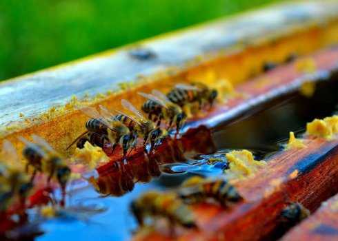 Препарат кас-81 для пчел: как его приготовить и применять