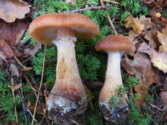 Где растет опенок осенний и когда его собирают: большие хитрости маленького гриба