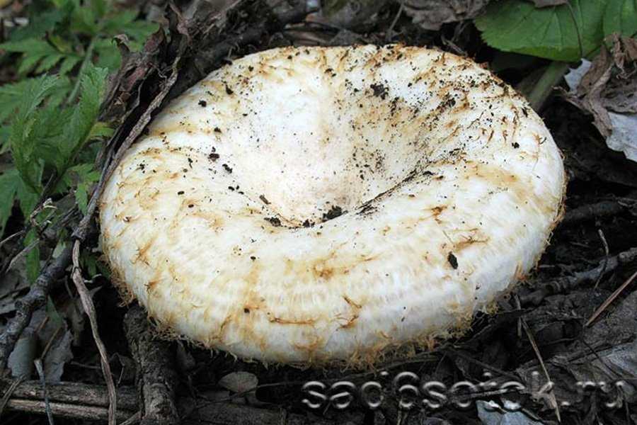Груздь белый (настоящий, сухой, сырой, мокрый, правский, lactarius resimus): как выглядит, фото, съедобный или нет