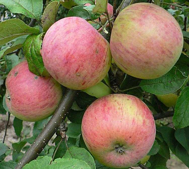 Сортовая яблоня пепин шафранный: фото и описание сорта