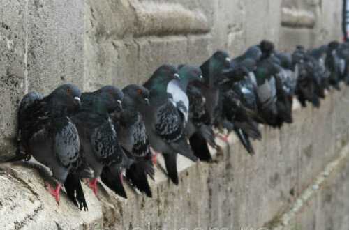 Как избавиться от голубей на балконе, подоконнике, чердаке: советы, видео