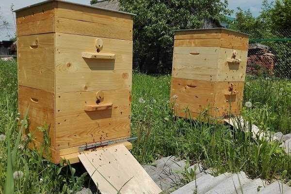 Пчеловодство. особенности медоносных пчел. — agroxxi