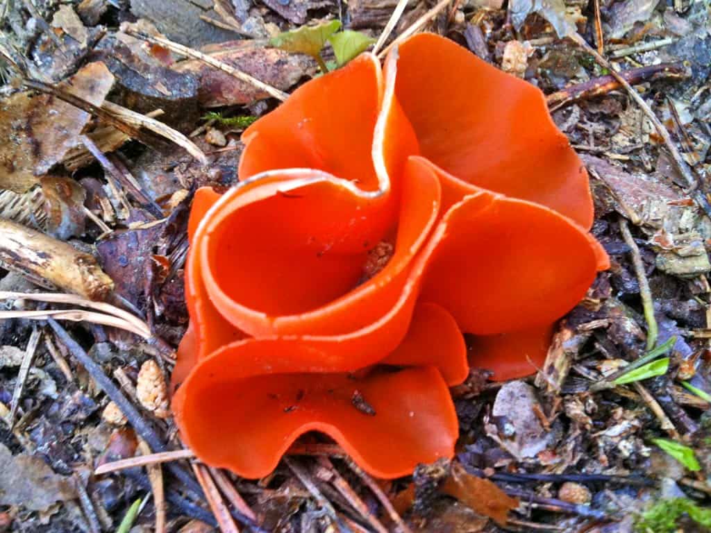 Алеврия оранжевая (aleuria aurantia) — фото и описание гриба, где растёт, можно ли есть