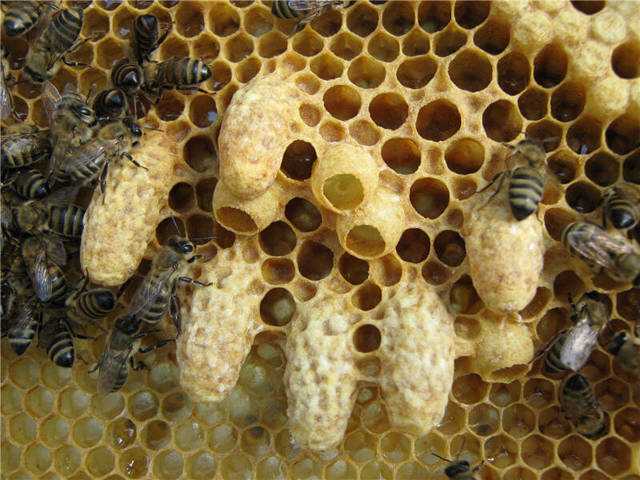 Значение роевых и свищевых маточников для пчеловода