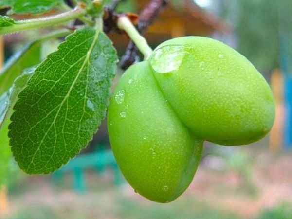 Слива ренклод – описание сорта фото плодов и их характеристики