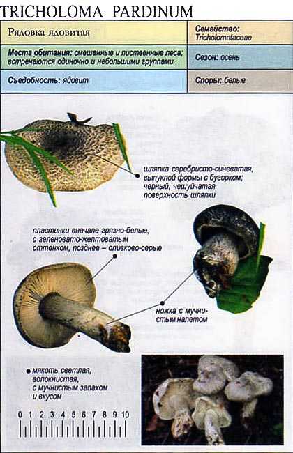 Гриб рядовка (трихолома): съедобные и ядовитые виды