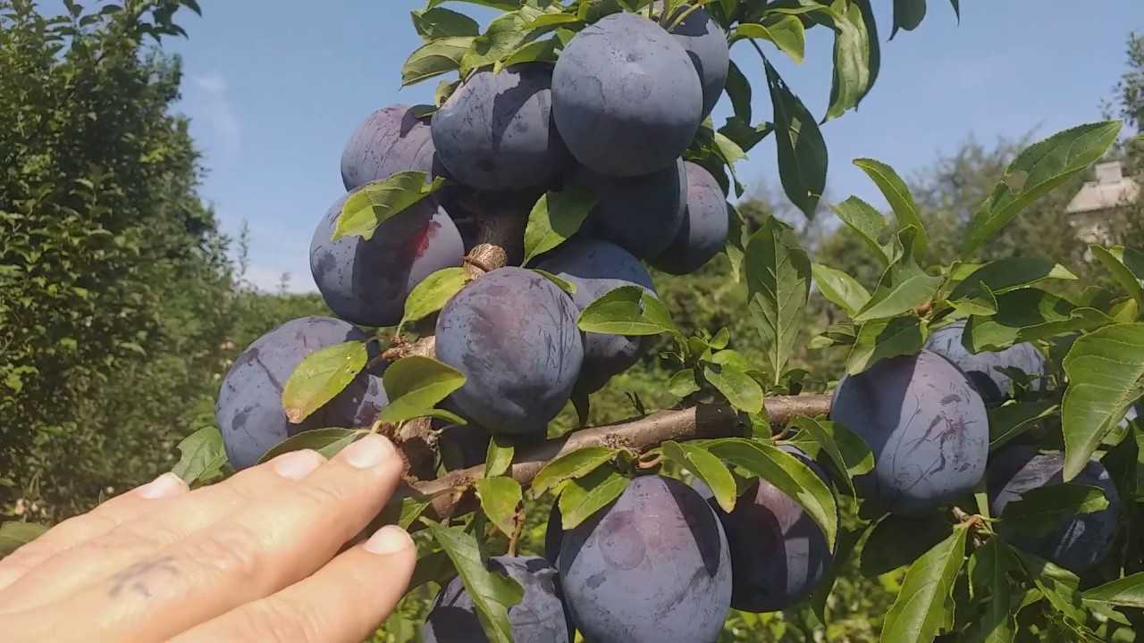 Косточковые плодовые культуры. выращивание основных видов плодовых и ягодных культур технология богатых урожаев