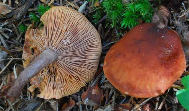 Гриб подмолочник (молочай, груздь красно-коричневый, lactarius volemus): как выглядит гриб, где и как растет, съедобный или нет