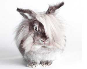 Интересные факты об ангорских кроликах