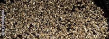 Шампунь антибактериальный 250мл пчелодар с хлоргексидином и экстрактом прополиса. - купить, цена и аналоги, инструкция по применению, отзывы в интернет ветаптеке добропесик