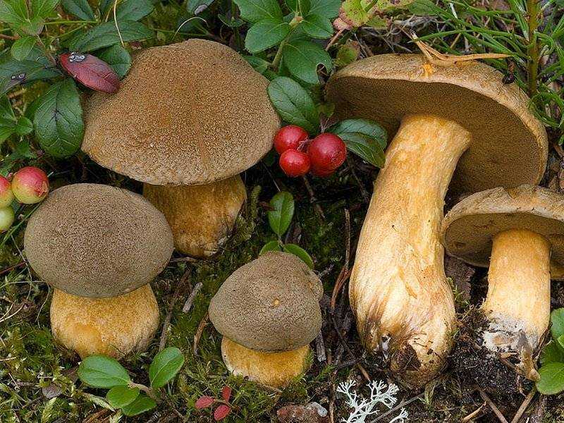Моховик - описание, как выглядит гриб с фото; польза и вред; использование в кулинарии
