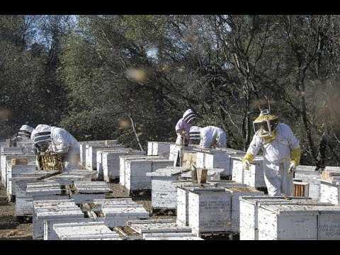 Промышленная пасека, технологии, методы, пчелопродукция