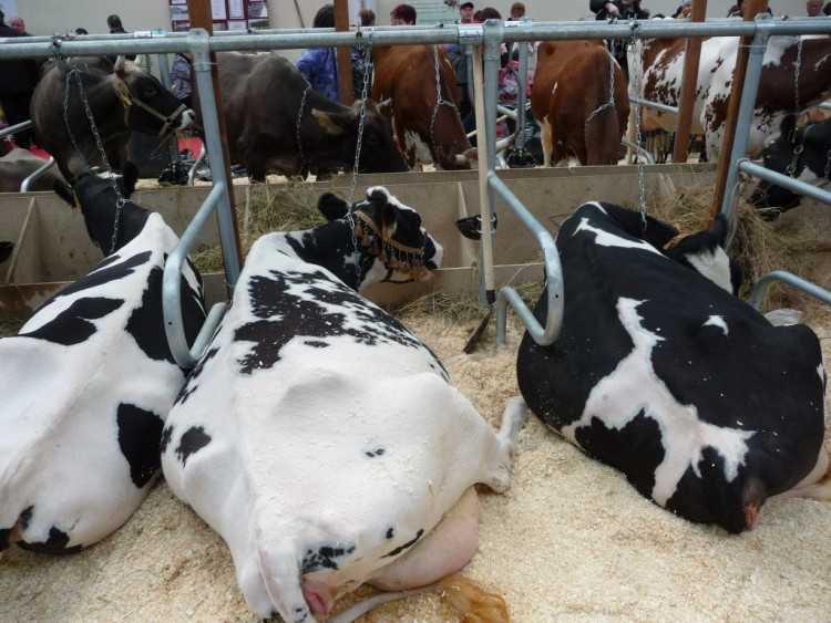 Разведение коров и выращивание крупного рогатого скота в домашних условиях