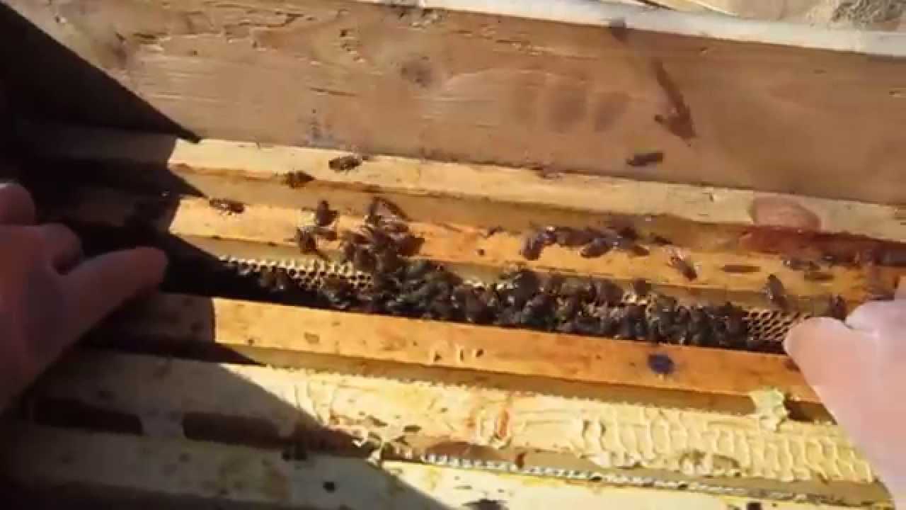 Двухматочное содержание пчел в лежаках и многокорпусном улье