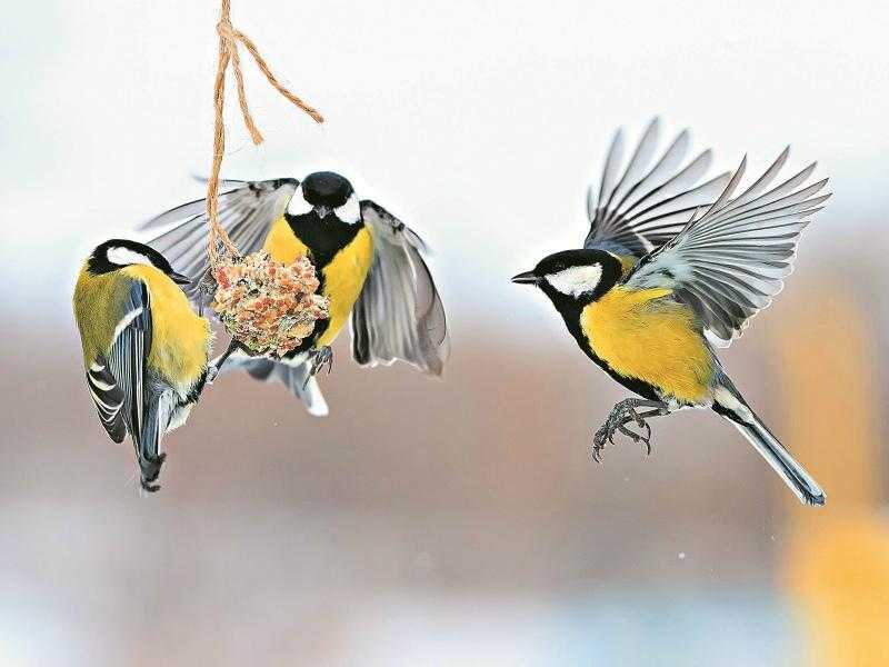 Чем можно и нельзя кормить птиц зимой?