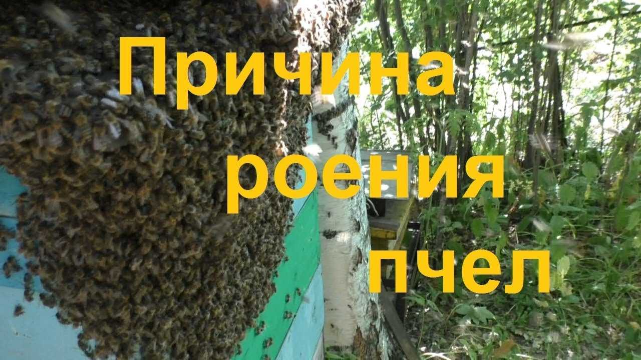 Роение пчел: почему оно происходит и что следует предпринять пчеловоду