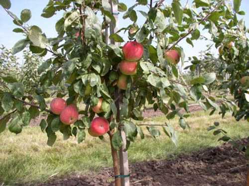 Посадка яблони весной и осенью в подмосковье: выбор сорта и правила по уходу - сорта яблонь: полный каталог