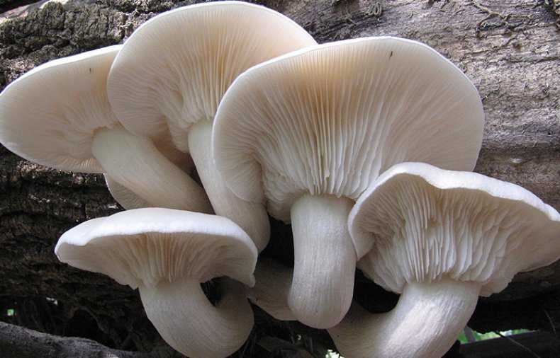 Вешенка рожковидная (pleurotus cornucopiae) — съедобные и условно съедобные грибы, описание, фото