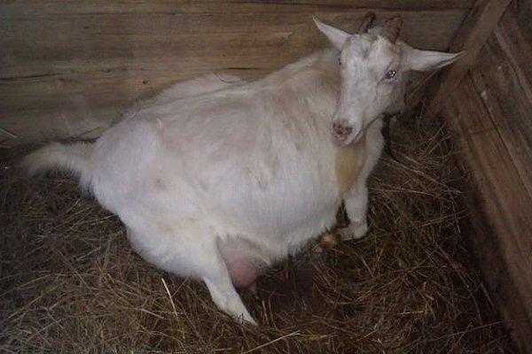 Болезни коз: инфекционные, условно заразные болезни коз и способы их лечения.