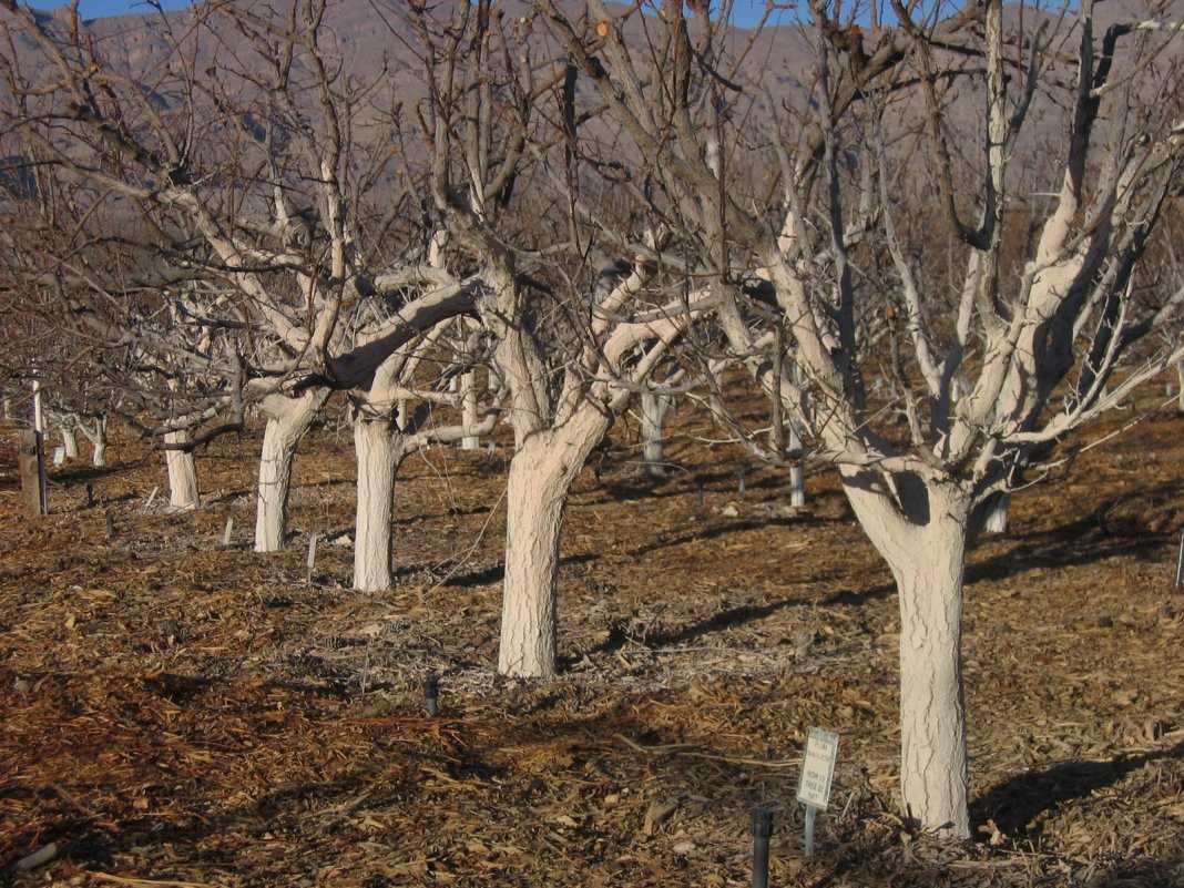 Побелка деревьев весной: когда, зачем и чем белить плодовые деревья