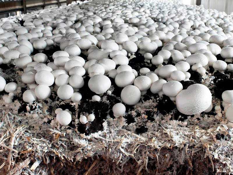 Как вырастить шампиньоны в домашних условиях- грибная плантация у вас дома