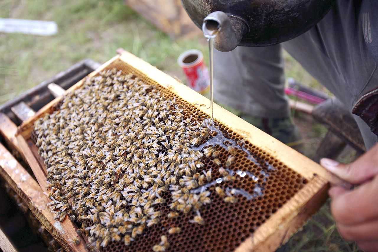 Подкормка пчел весной: сахарным сиропом, до и после облета