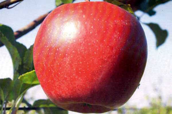 Яблоня лигол: описание сорта, фото, отзывы садоводов