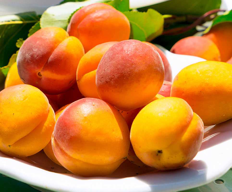 Сорт абрикоса саратовский рубин — описание и отзывы