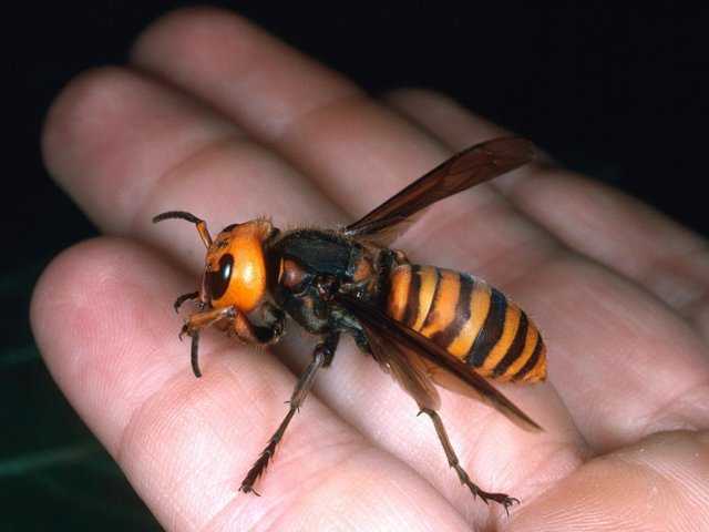 Существующие в природе виды пчел-убийц. Африканские пчелы: история возникновения, внешний вид, среда обитания, польза для природы. Оказание первой помощи при укусе насекомого.