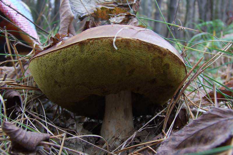 Какие грибы не бывают червивыми? – огород, сад, балкон