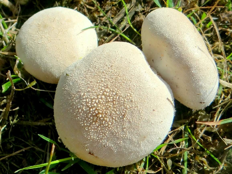 Гриб дождевик — описание, виды, особенности, полезные свойства и кулинарная ценность необычного гриба.