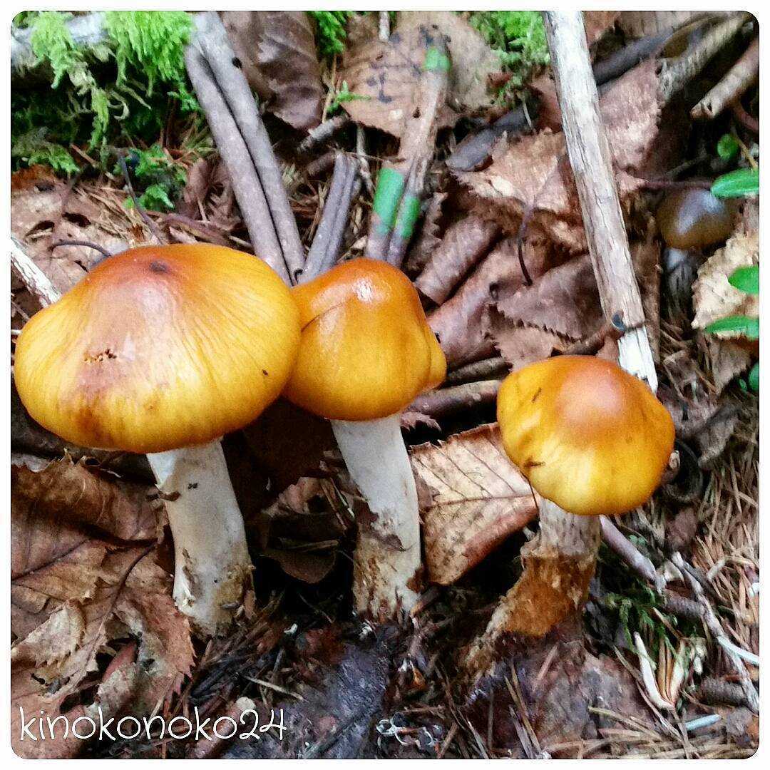 Паутинник шафрановый (cortinarius croceus) –  грибы сибири