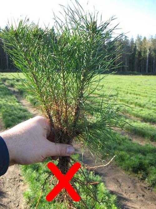 Как посадить сосну - инструкция для начинающих и советы как правильно посадить хвойное дерево (90 фото)
